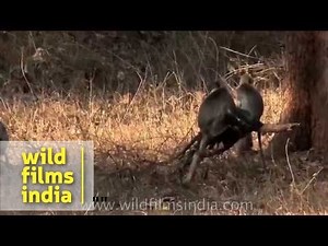 Hanuman langurs and Sloth bear in Bandipur National Park