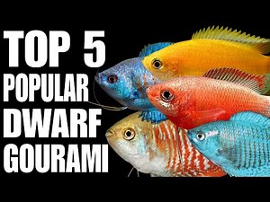 Top 5 Popular Dwarf Gourami Fish For Your Aquarium