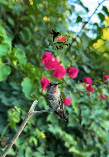 Discover the Beauty of Hummingbirds in Nature
