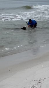 Daytime 11.5ft male tiger shark! 🐅🐅🐅 | All American Shark Fishing