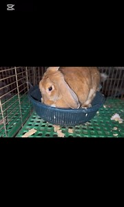 ÉLEVER DES LAPINS SANS CAGES, DANS LA NATURE, C’EST POSSIBLE✍️ L’un des gros avantages du lapin c’est qu’il est possible de l’élever en nature puisqu’il est herbivore même si pas dans le sens propre du terme. Comment se lancer ? ✍️Créer un espace bien encadré avec un mur ou des grillages pour éviter que les lapins ne s’échappent ✍️installer des épouvantails qui font des bruits avec le passage du vent. (Ce système est mis en place avec des assiettes) d’autres utilisent des sirènes 🚨qui repoussen