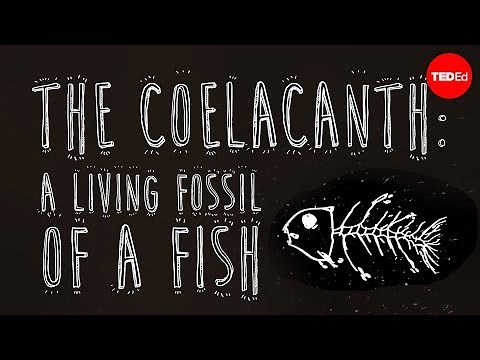 The coelacanth: A living fossil of a fish - Erin Eastwood