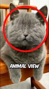 Ever Wondered How Animals See You? 😳❓❓ #Animals#AnimalFacts#wildlife