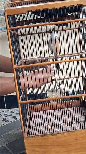 Rekomendasi vitamin burung cendet agar cepat gacor full isian pakai vitamin cendet booster fighter