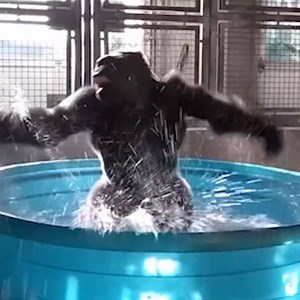 Watch a gorilla channel 'Flashdance' with this performance to 'Maniac.' http://ti.me/2rKJkzk | TIME