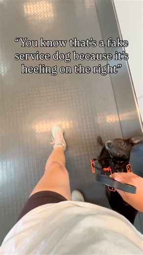 Happy | In this clip, Happy was on my right because a person pushing a wheelchair passed on our left and the hall was tight, so it was safer for... | Instagram
