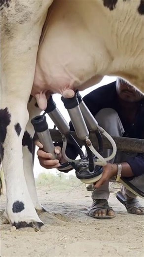 cow milking machine
