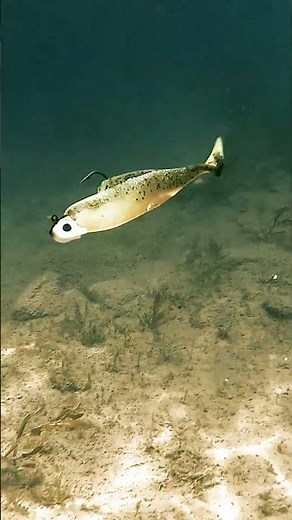 Do you like to throw a PADDLE-TAIL swimbait?? 🫵🔥Featured: ZMAN Finesse EyeZ w/ DieZel MinnowZ