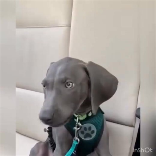 61K views · 1.8K reactions | Too Far America ! | Weimaraner Dog | Facebook