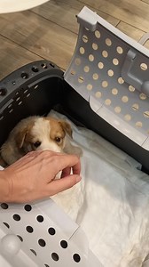 86K views · 2.6K reactions | ADOTTATO https://fb.watch/gad996q1xn/ E una Corsa in clinica ci voleva no ? .. Seguiranno aggiornamenti Di Aramis❤️ | La zampa sul cuore Trani | Facebook