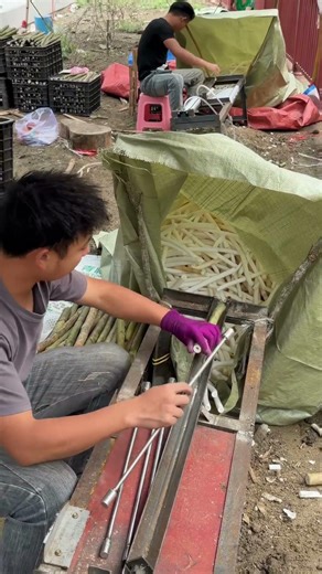 Handmade Tongcao Processing! 1000-Year-Old Intangible Heritage Craft