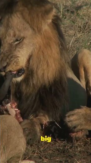 Lion vs Bear Who Wins?#lion #bear