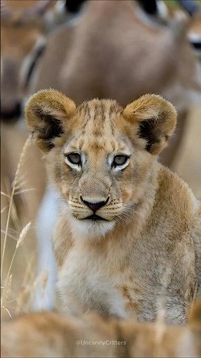 Real Life SIMBA 🦁 | Lion Cub Guarding the Herd