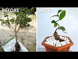 Step 1: Shaping a Mai Blossom Tree into a Perfect Miniature!