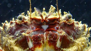 Bristly crab or hairy crab (Pilumnus hirtellus), close-up of a crab on the seabed, Black Sea.