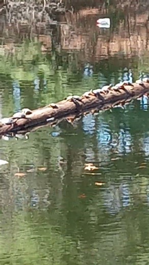 Turtle Army🐢🐢🐢🦾🤯🌞