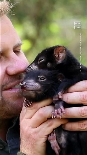 Aussie Ark Introduces Twin Baby Tasmanian Devils