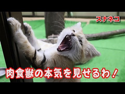 スナネコの赤ちゃん アミーラが狩り！？早くも本能が覚醒したか？？