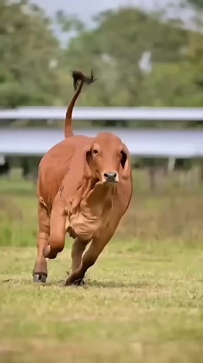 Fast Cow Running Videos
