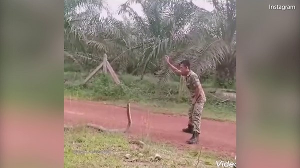 Soldier grabs hold of deadly King Cobra after staring it down