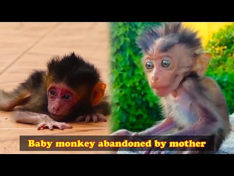 Baby monkey abandoned by mother monkey, face extremely confused and scared
