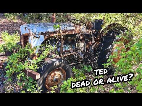 Will It START? Ferguson Tractor Sitting in the BUSH for YEARS!