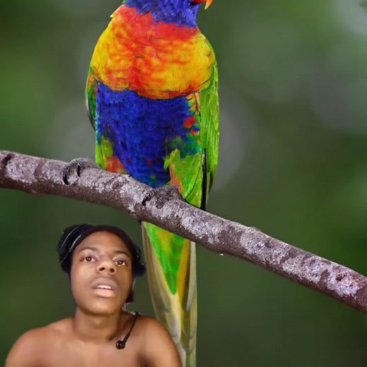 Funky Pigeon on TikTok