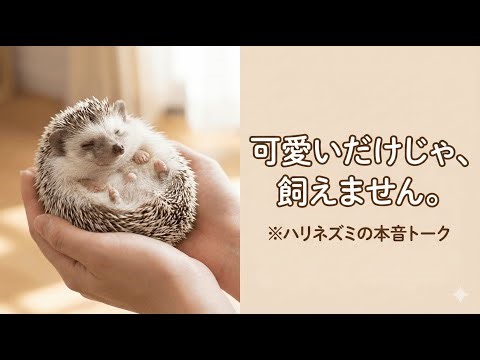 ※覚悟がない人は見ないで。ハリネズミの飼い方は「下僕採用試験」レベルの難易度です。
