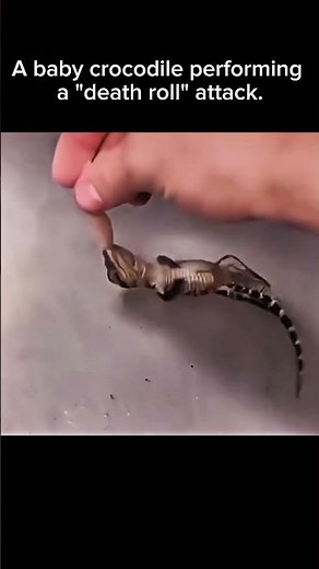 Nature’s Deadliest Move: Baby Crocodile Death Roll! #viral #nature #trending #shorts