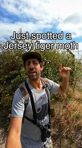 10K views · 653 reactions | spotted a jersey tiger moth today. | Get Wild | Facebook
