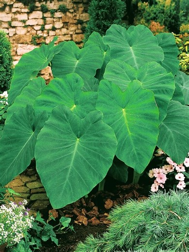 2.2M views · 54K reactions | Medicinal Plants 101: Elephant's Ear | The Weeds and Seeds Guy | Facebook