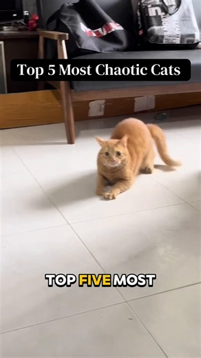 The Top 5 Most Chaotic Types of Cats! #cat #catsoftiktok #kitten #cats | catsoftiktok