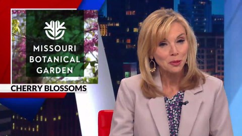 Cherry blossoms bloom at the Missouri Botanical Garden