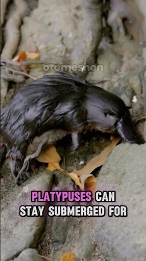 What exactly is a platypus?