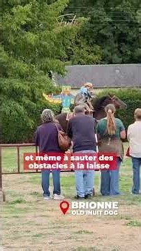 Ces chiens sont forcés de monter sur des chevaux !