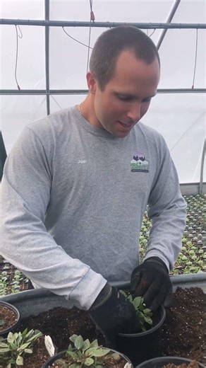 Planting Rudbeckia ‘Little Goldstar’ 🌼 | Easy Perennial for BIG Summer Color
