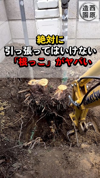 【庭木の抜根】絶対NG！庭木を無理に引っ張ると起きるマジでヤバいこと