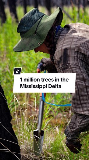 With 1M trees in the Mississippi Delta, 600k in the Amazon, & countless more across the globe, our impact with our planting partners at the Arbor Day Foundation resonates through restored habitats, cleaner water, and a greener future. 🌎🌿 #TeamTrees
