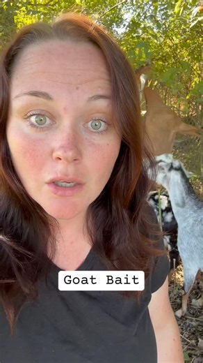Why do people walk into a goat pen with food in their hand? Like… what outcome were we expecting here? 🤔✨ “Oh look, adorable goats! Let me carry a snack right to their faces and see what happens.” Chaos. Chaos is what happens. 🐐💥😂 We don’t make the rules… the goats do. #goatfarmer #babygoats #goatmom | Phinney Farm