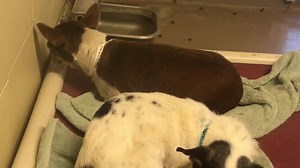 1.6K views · 59 reactions | Status: RED - dental loss, geriatric,...