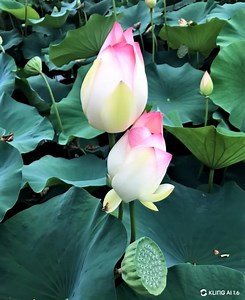 Il fiore di loto ha un profondo significato simbolico nelle filosofie orientali. Questo fiore cresce nel fango e nell'acqua, ma emerge dalla superficie proiettandosi verso il cielo, rappresentando la purezza spirituale che può emergere dalle difficoltà della vita. Il fiore di loto sacro associato all'illuminazione, alla rinascita e alla trasformazione spirituale. Nei testi sacri viene utilizzato per rappresentare la crescita interiore, la saggezza e la realizzazione spirituale. Simboleggia la be