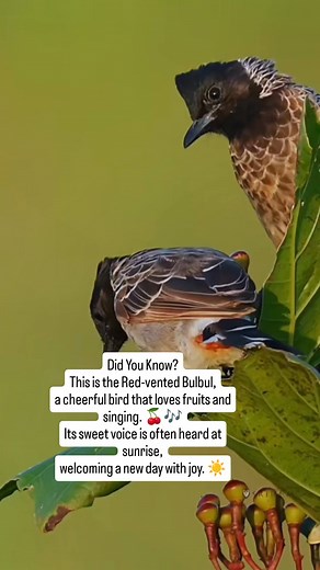 The Red-vented Bulbul is a lively and friendly bird found across Asia. Known for its melodious calls and love for fruits, it brings life and beauty to every garden it visits. | perkutut gacoor