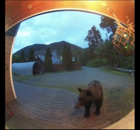 Barking Dog Defends Front Door From Alaskan Brown Bear