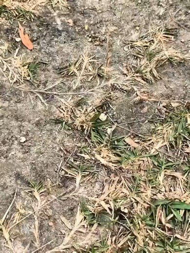 Xiaomi Redmi Note 14 Pro Camera Test Review