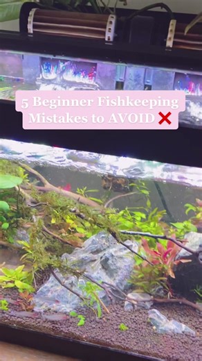 5 Beginner Fishkeeping Mistakes to AVOID ❌