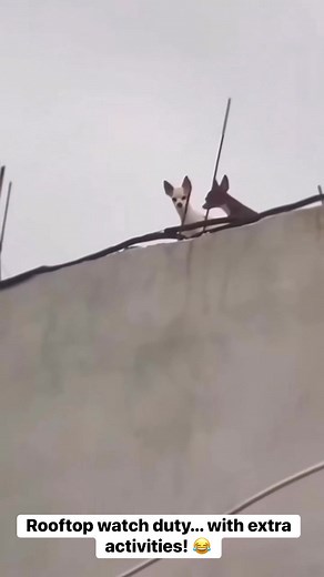 10K views · 140 reactions | Rooftop multitasking at its finest! These dogs said, “Work hard, love harder.” HAHAHAH #DogHumor #CaughtOnCamera #RooftopDogs #MultitaskingMode #FunnyAnimals | Michelle Reyes | Facebook