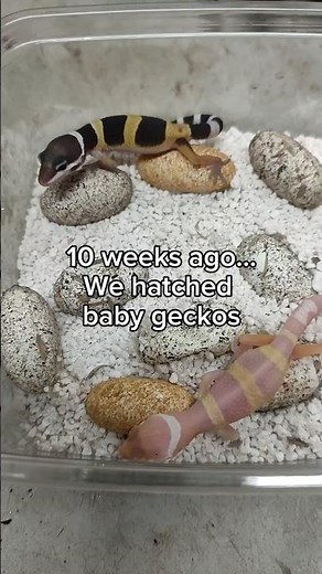 How Fast Do Baby Leopard Geckos Grow?