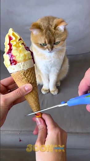 Kleine Leckereien, große Lacher! 🍦😹
