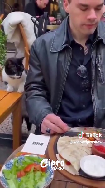 Un michi educado 🎥 by: @elheraldodemexico #fyp #foryourpage #humor | michi cat