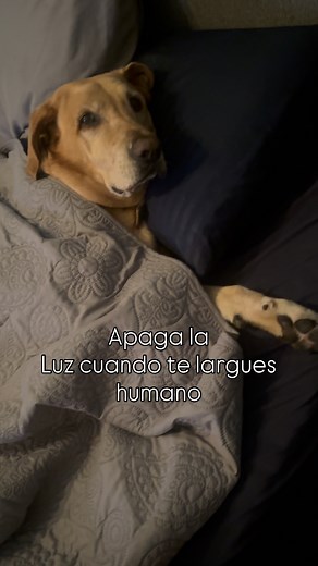 #labrador #vodka | Raul Mendez Rojas